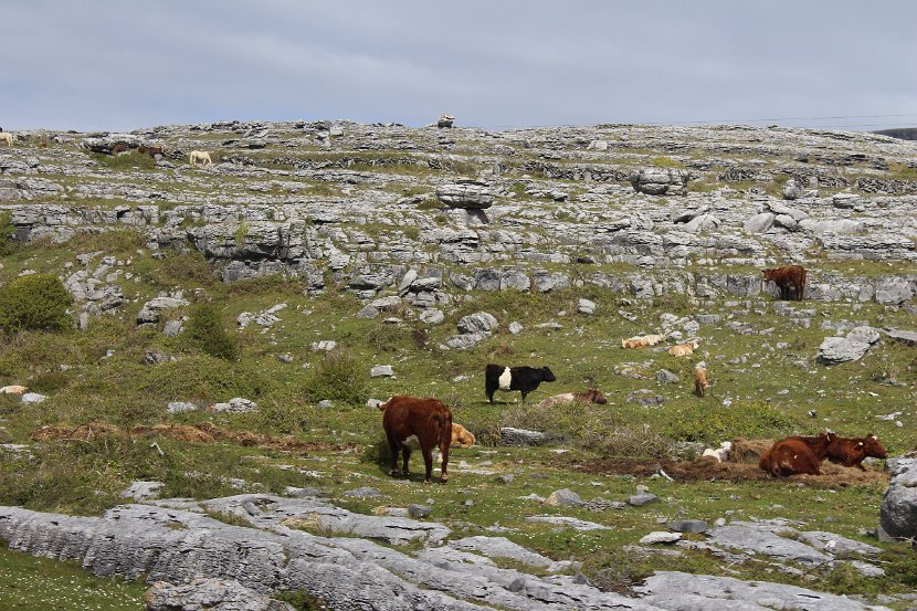 Horses and Cattle in the Burren